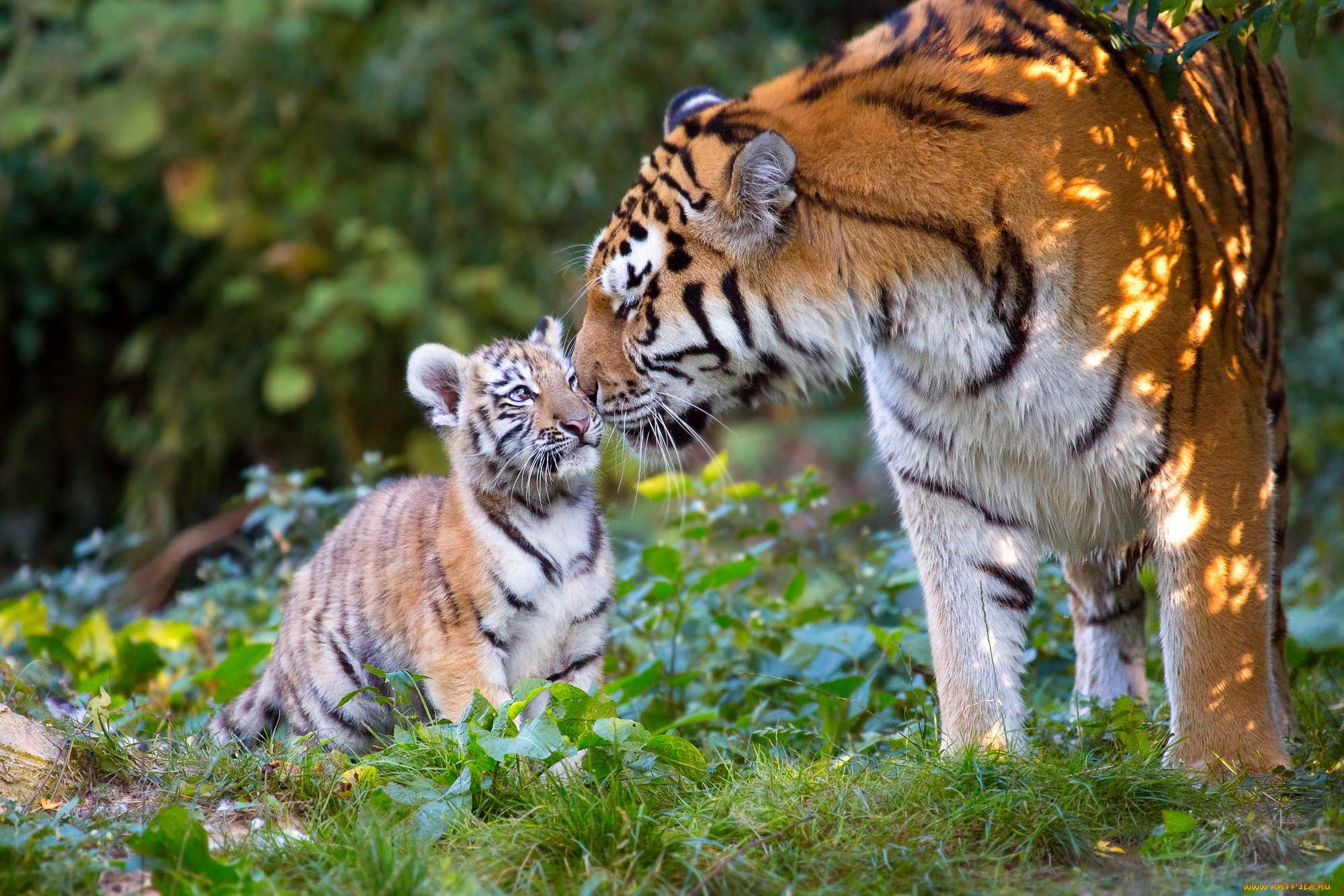 Детеныши дикой природы. Амурский тигр тигрица с тигрятами в природе. Амурский тигр с тигрятами. Амурский тигр с тигрятами красивые. Амурский тигр с тигрятами фото в дикой природе.